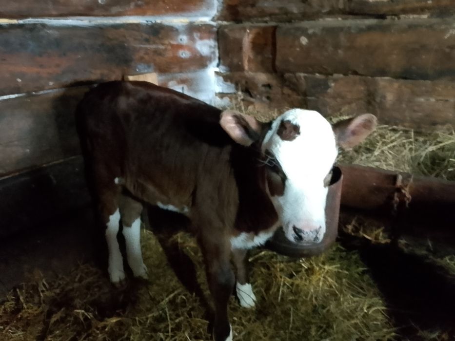 Продам телёнка телачку