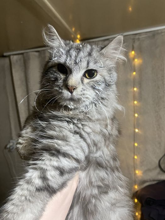 Отдам кошечку в добрые руки