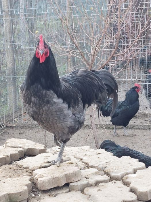 Cocos Australorp  9 luni negri ,gri/splash