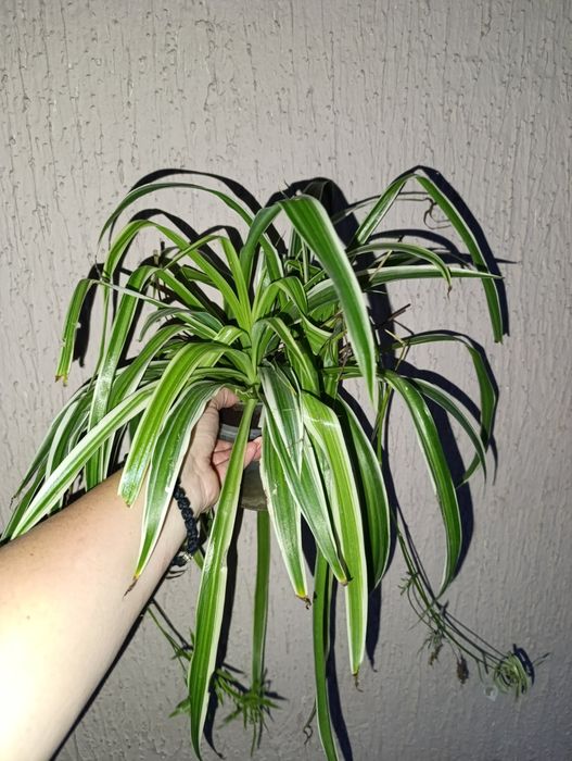 Продам хлорофитумы