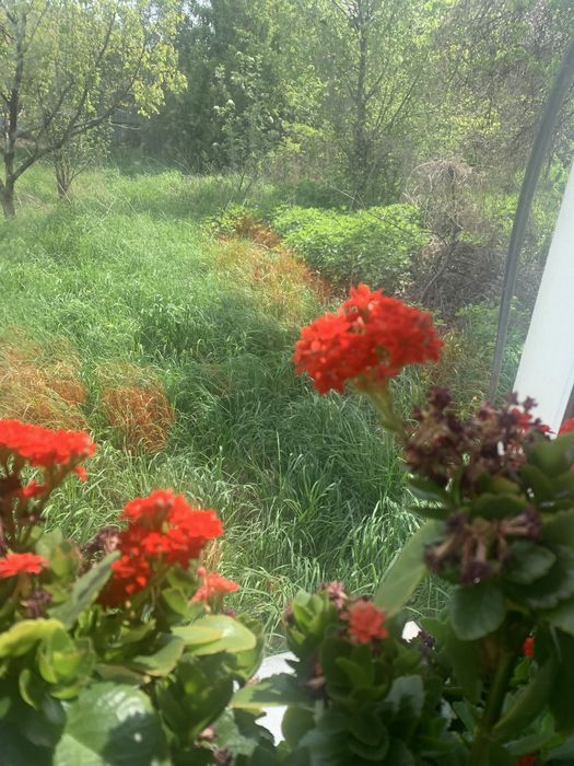 КОЛАНХОЭ  комнатные цветы