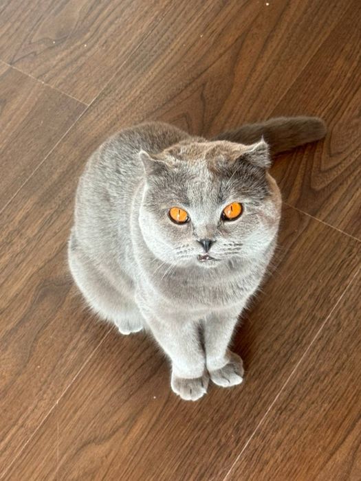 Scottish Fold sotiladi
