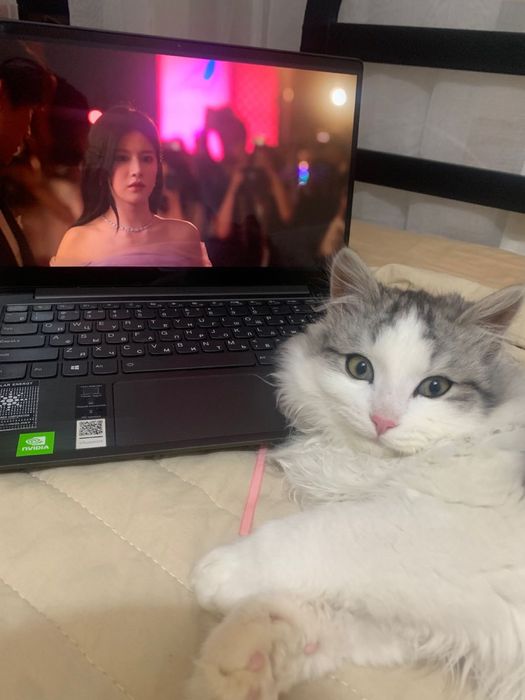 Кот длинношерстная. Пушистая шерсть.