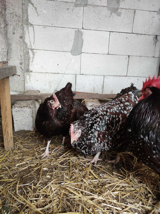 Ouă incubație Sussex