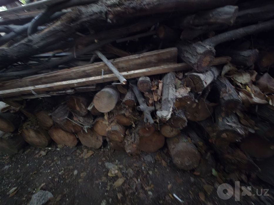 Отин дарахт шох дерево сотилади