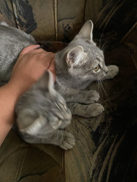 Отдам даром котов