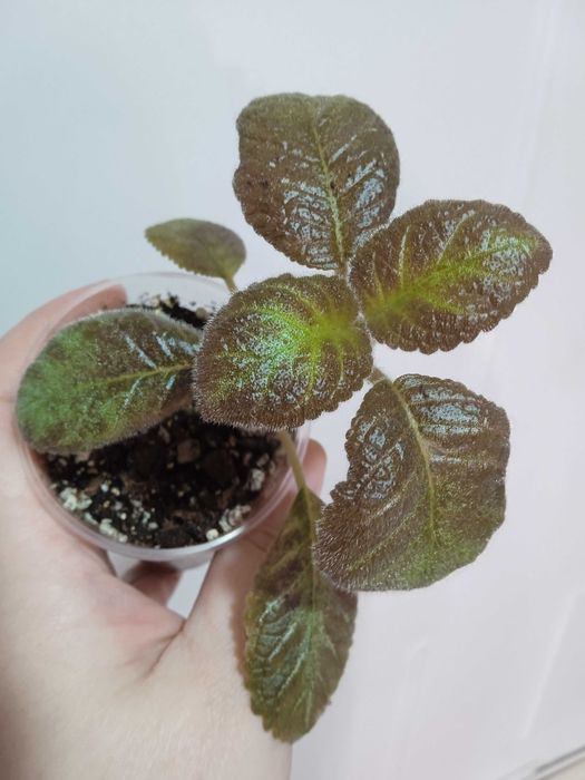 Продам эписции...