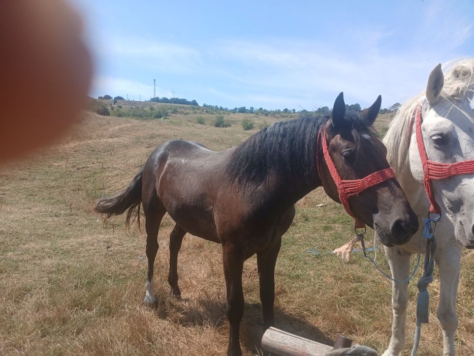 Vând maz de 1 an si 3 luni