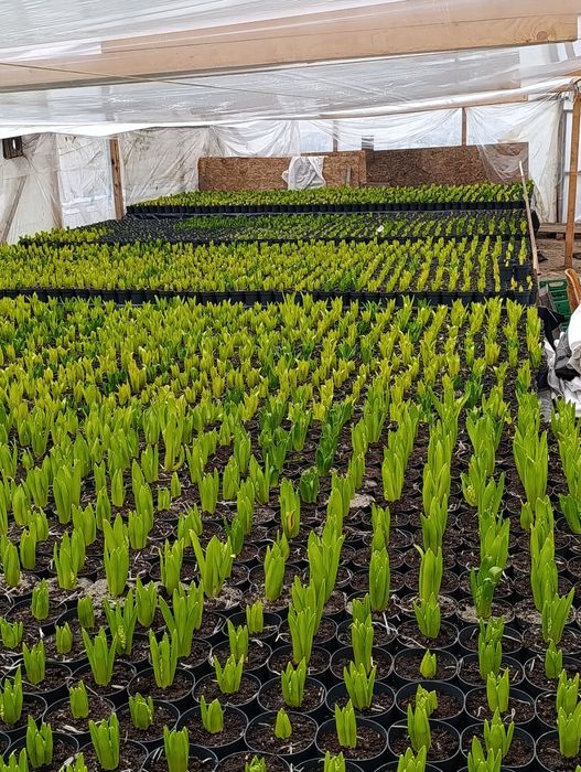 Producător local de zambilă, narcisă,lalea,