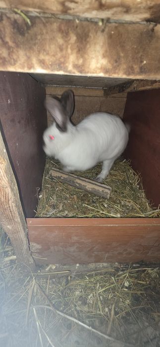 Продам кроликов 5.000