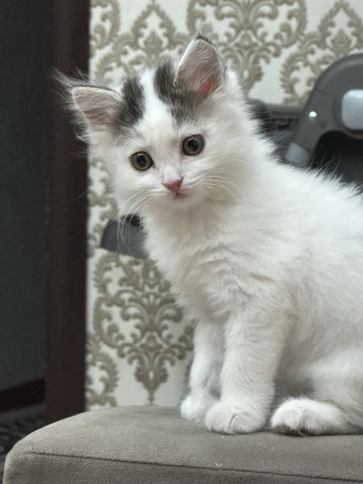 Отдам котенка девочка