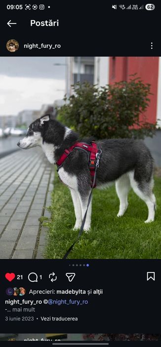 Adopții-husky siberian