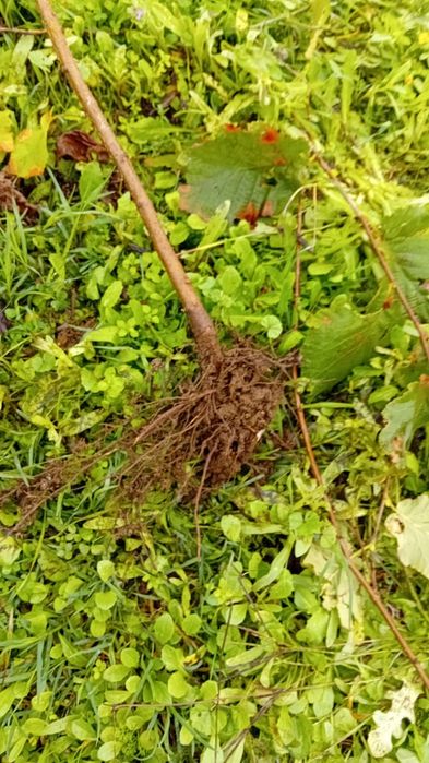 Puieti de alun certificati