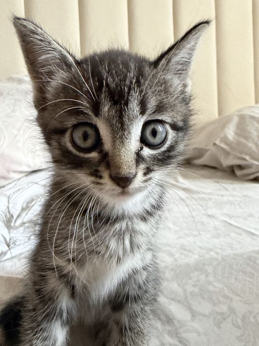 Отдам котенка в добрые руки