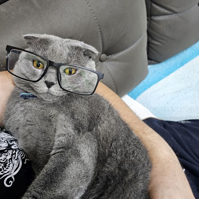 ВЯЗКА! Шотландская вислоухая мушук
Айол мушуклариз буса кушиш уч