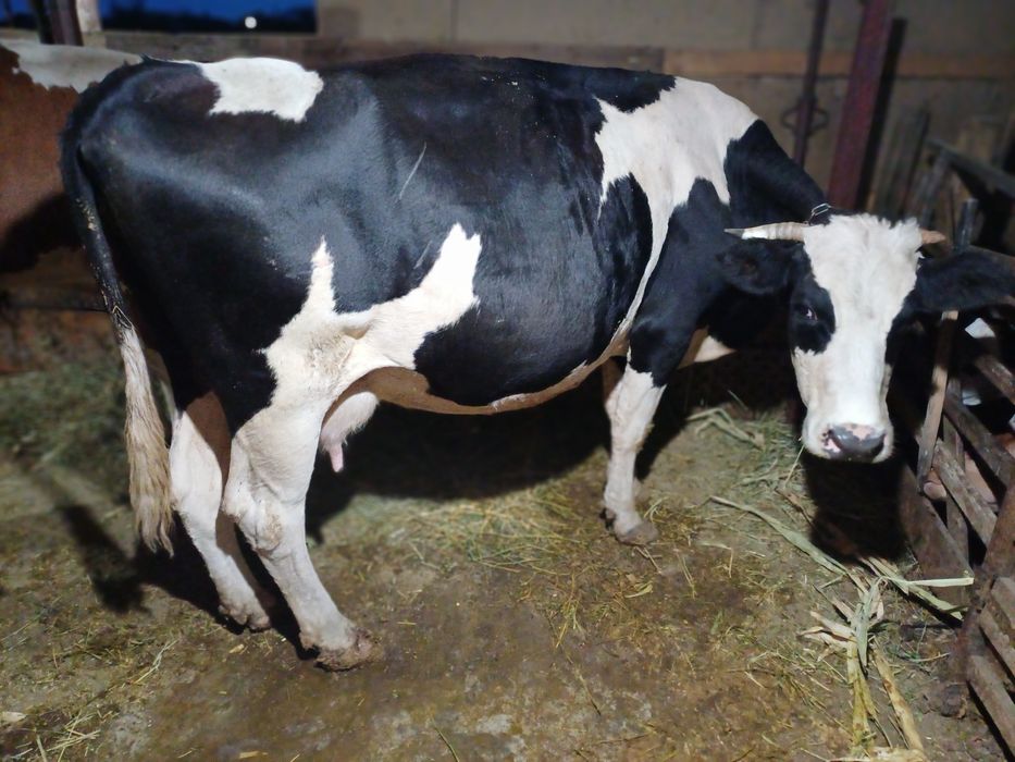Vînd vacă de abator la 550 600 kg.