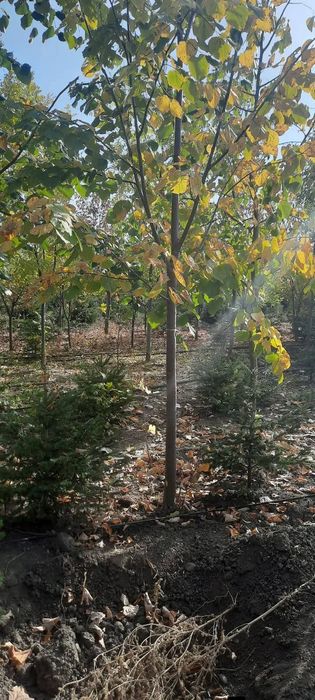 Mesteacăn alb stejar carpen Tuia