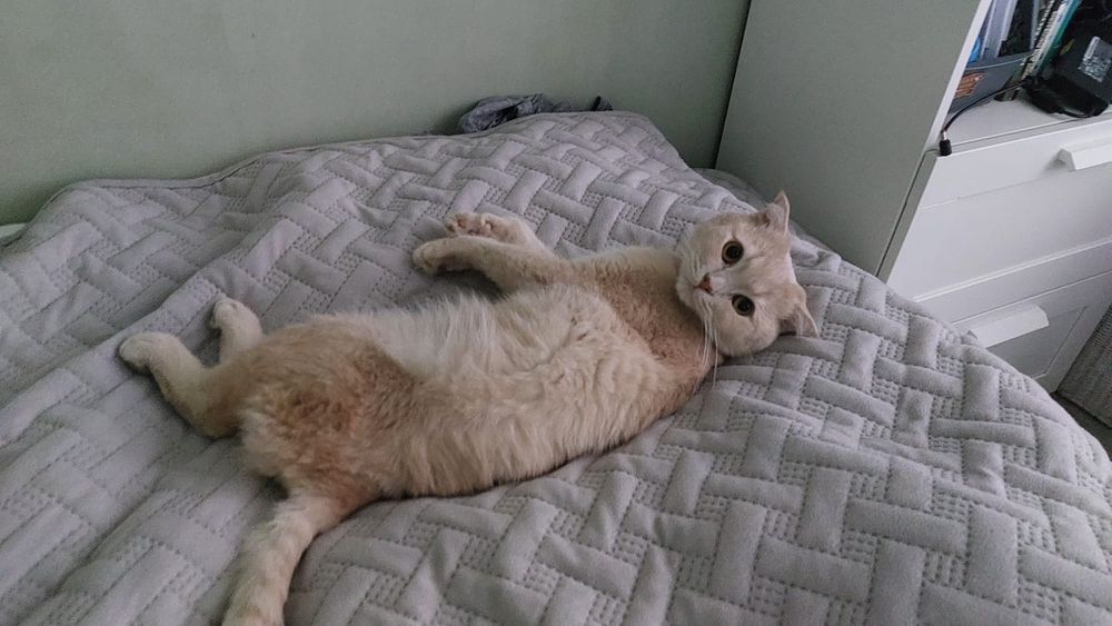 Отдам бесплатно кота