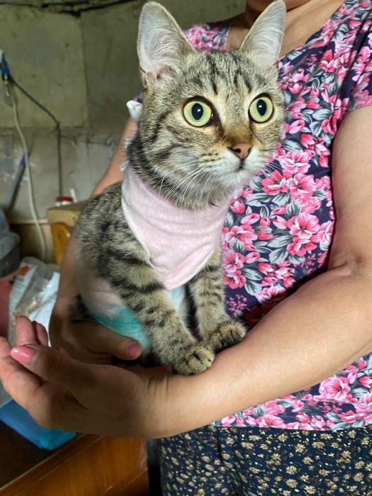 Пристраивается кошечка