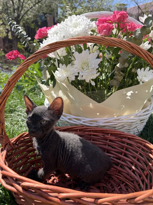 Канадский сфикс велюровый