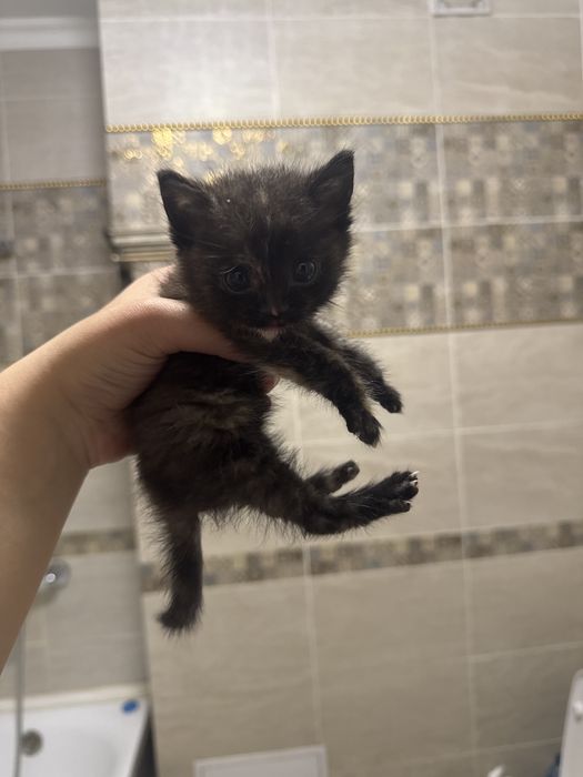 котенок новорожденный