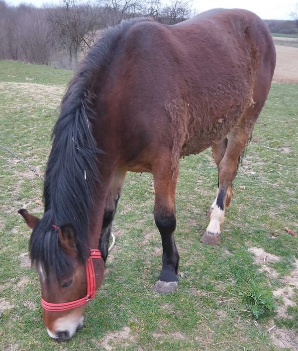 Mânz murg de vânzare!