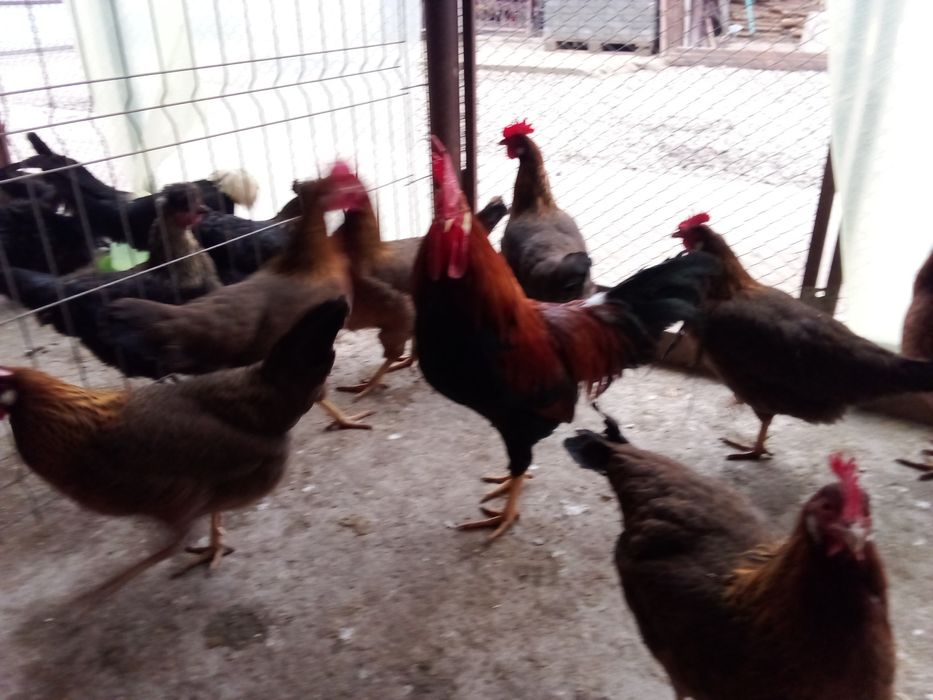 Pui,oua  pentru incubat gaini de rasa