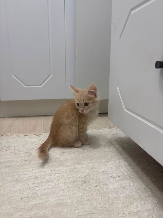 Котенок в хорошие руки Девочка