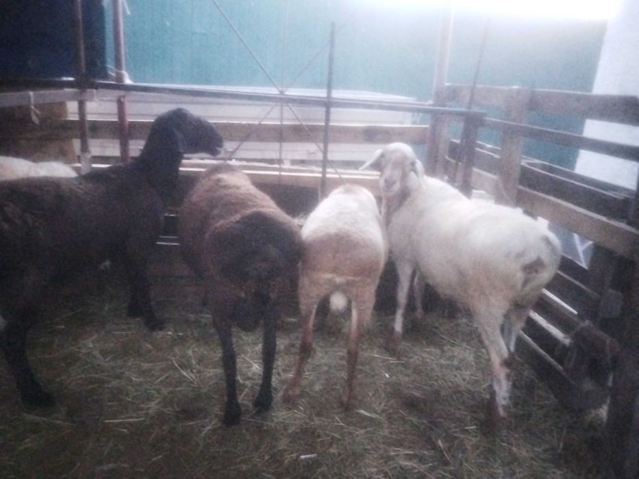 Продам баранов стоят на откорме
