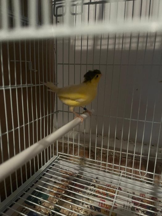 Canari orpheus ideali