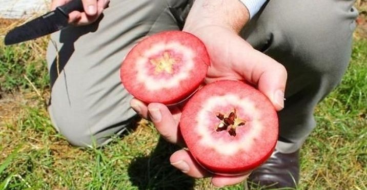 Mar Deosebit cu miez rosu (Red love )