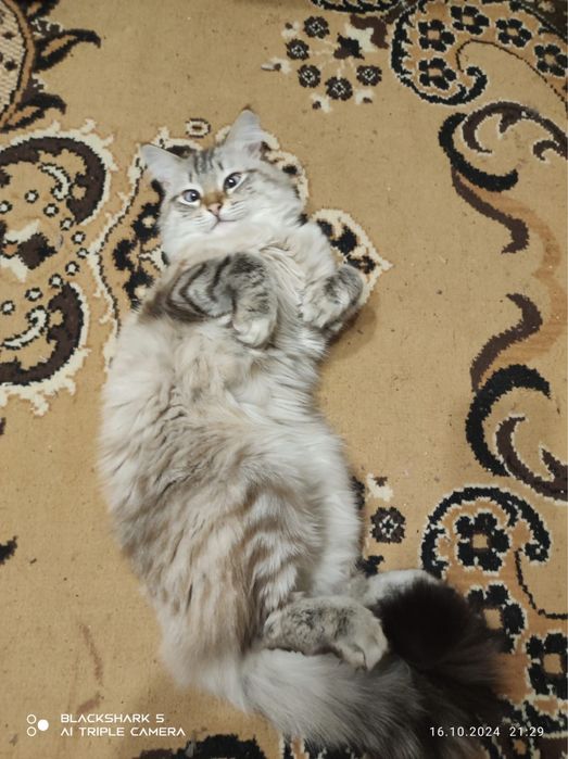 Отдам кота и кошечку