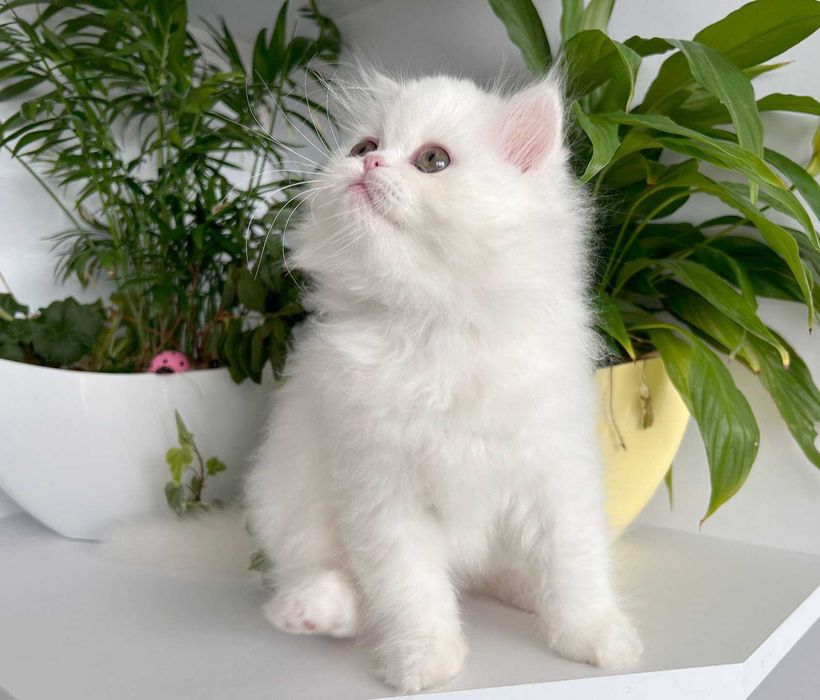 Pisicuță adorabilă Scottish Straight Longhair, cu Pedigree