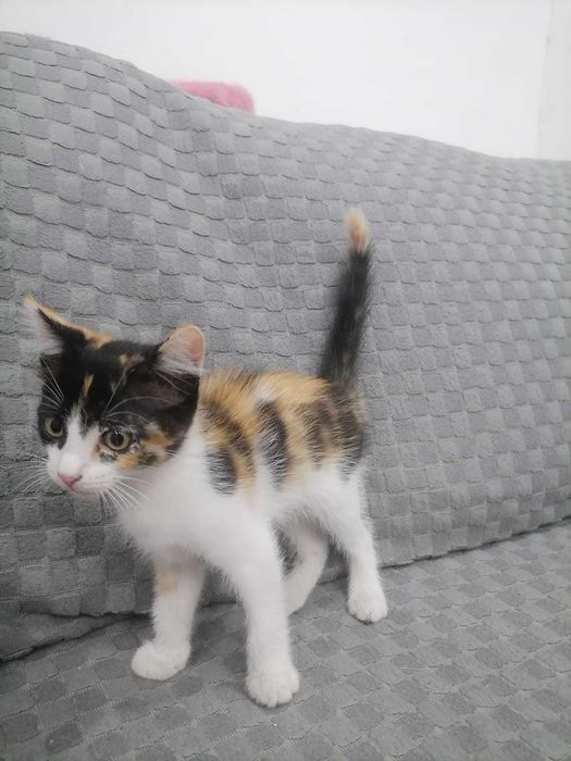 Отдам срочно котят в добрые руки