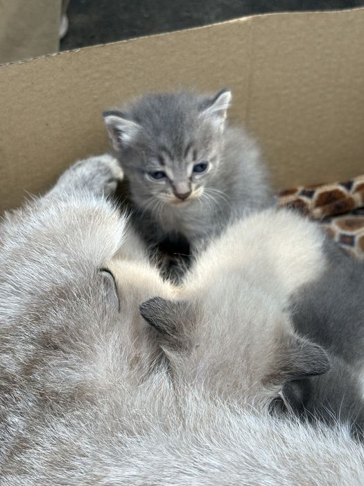 Милые котята ищут дом