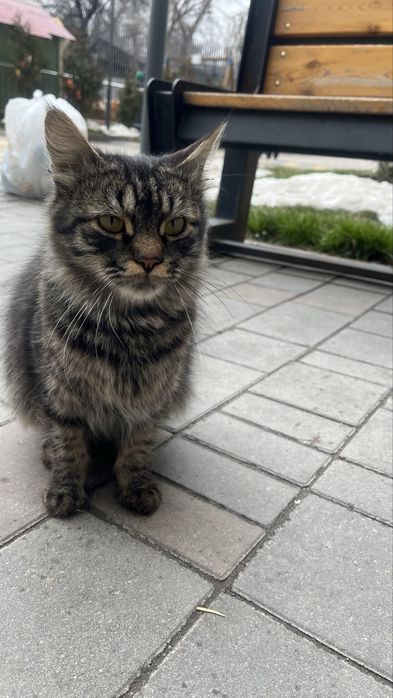 Кошечка  бездомная ищет семью