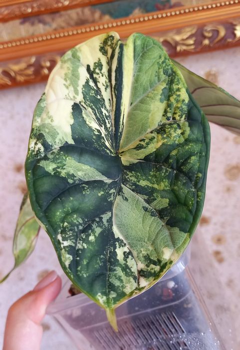 Клубни  алоказий