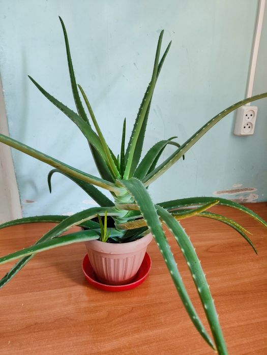 Продам Алоэ вера