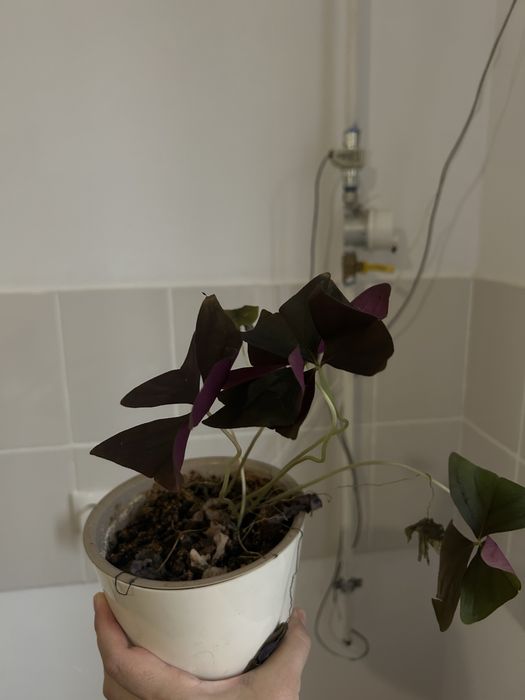 Продам Комнатные  цветы