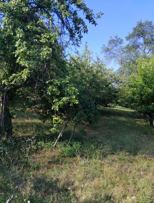 Продава парцел в с.Кадровица обл.Кюстендил