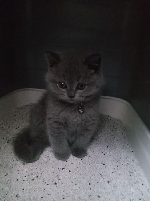 Продаются британские котята