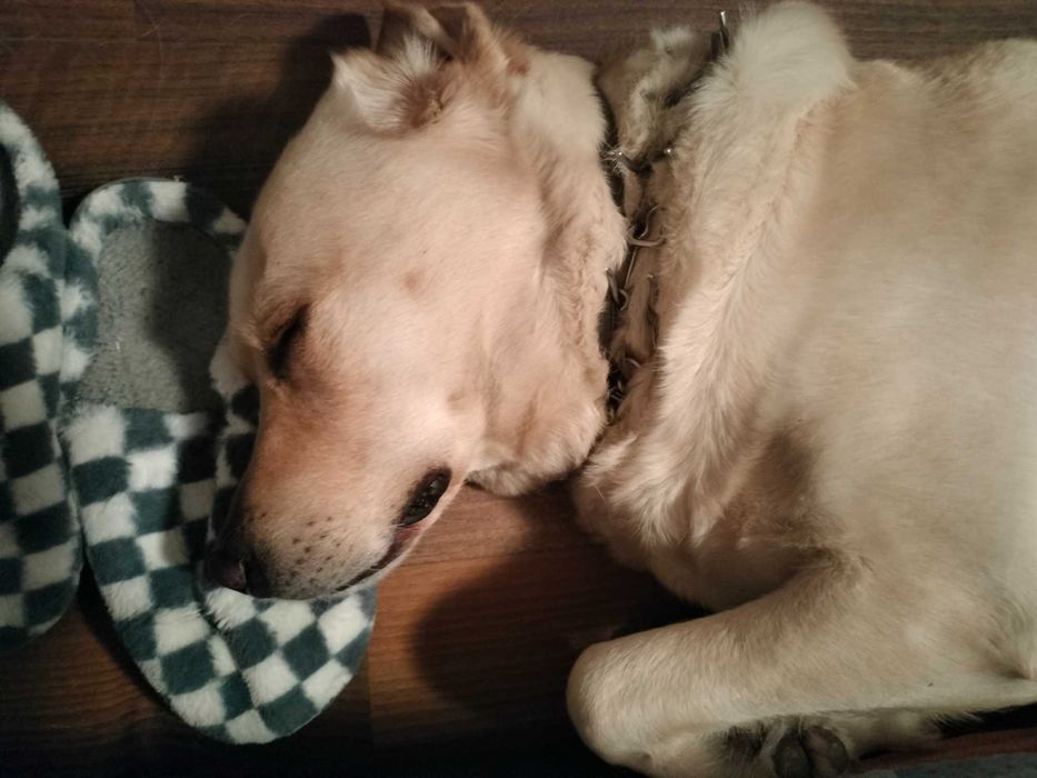 Pet sitter Constanta la domiciliul meu sau domiciliul dumneavoastră.