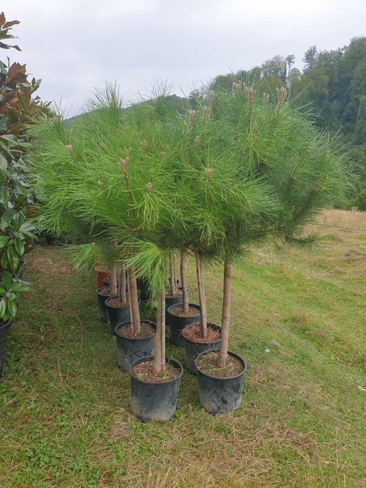 Tuia leylandii gazon rulou