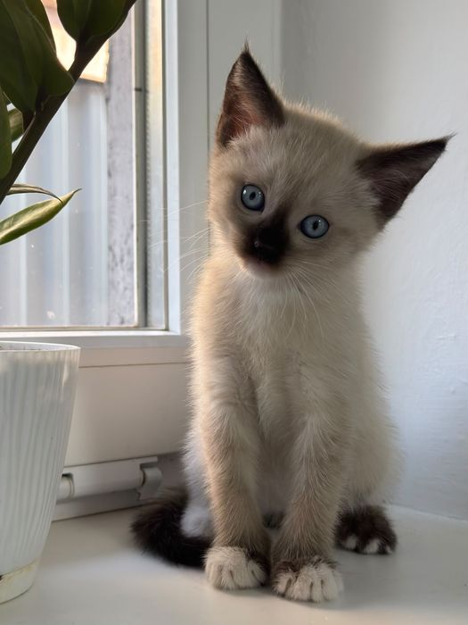 Котята отдам в добрые руки