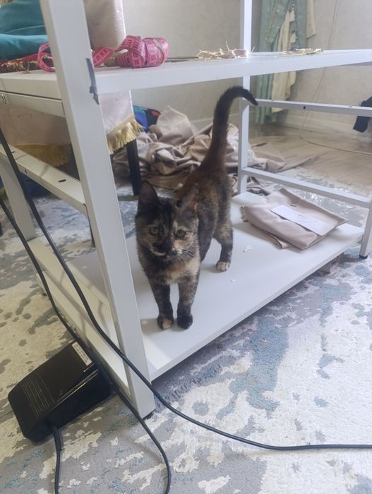 Марғау. тегін. Котенок бесплатно