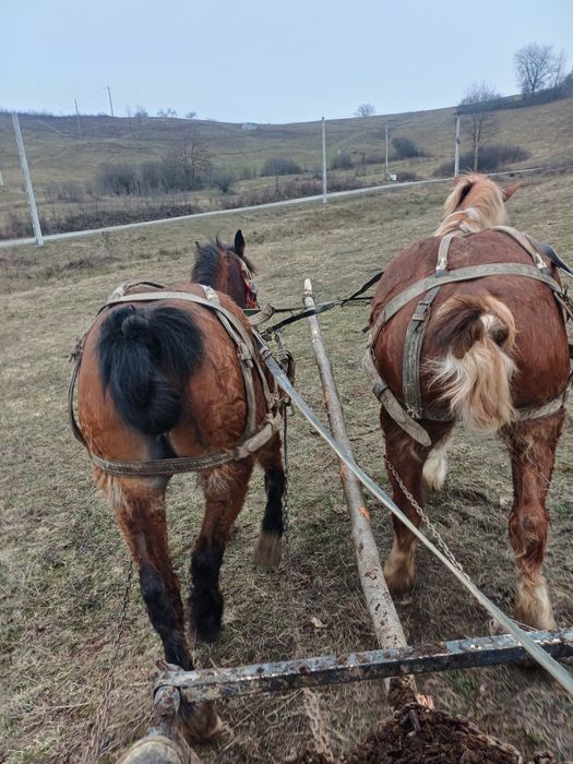 Vând iapă de 7 ani gestanta