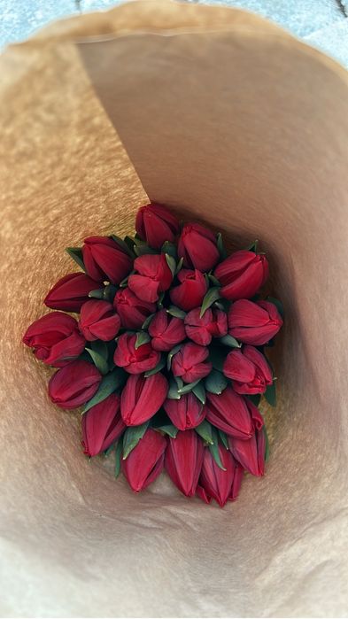 Голландские тюльпаны оптом