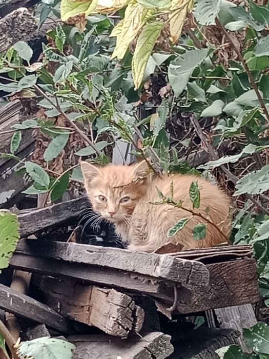 Котята бездомные