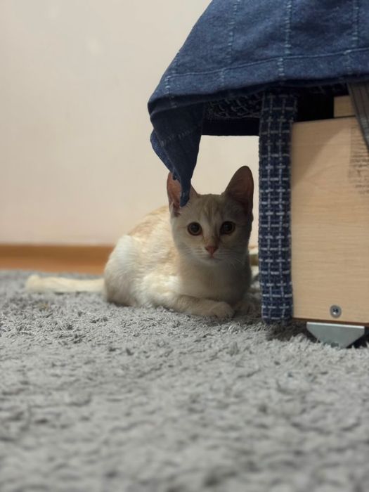 Котенок в хорошие руки