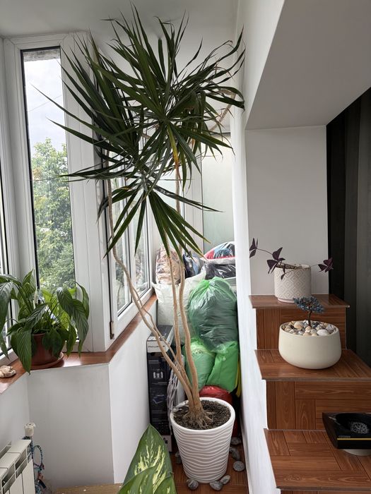 Vând Dracaena Marginata matură